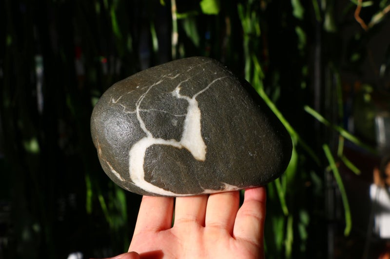 Natural pictured tree patterned rock display viewing stione collectable Carousel 2