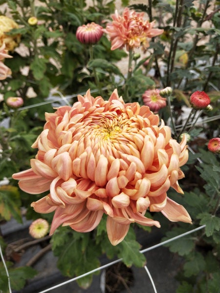 Chrysanthemum Apricot Alexis Carousel 1