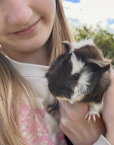 Guinea pigs Carousel 10