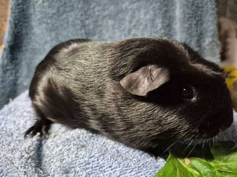 Healthy Baby Guinea Pigs Carousel 2