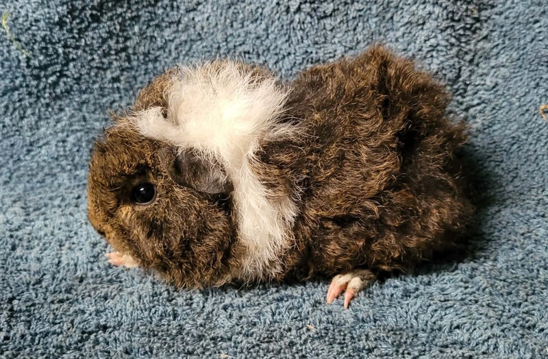 Healthy Baby Guinea Pigs Carousel 13