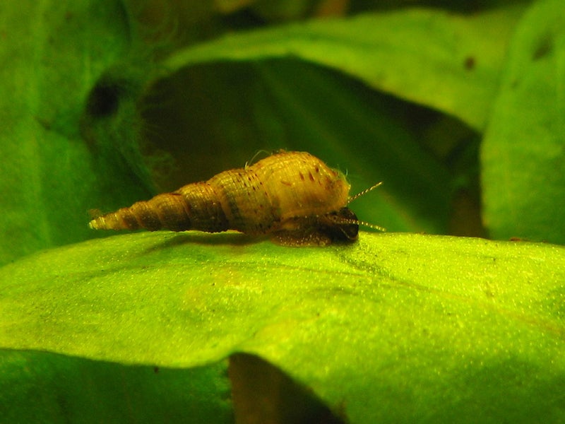 Malaysian Trumpet Snails (MTS) x 10 Carousel 2