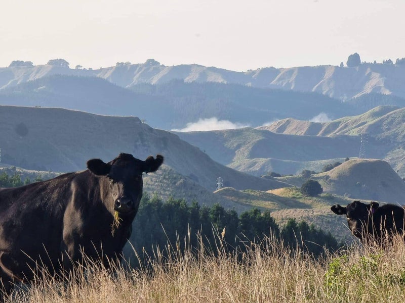 Pamu - Landcorp Carousel 2