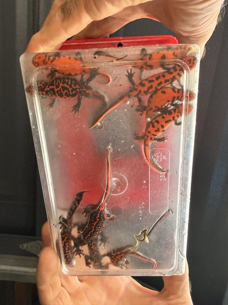 Chinese firebellied newts - Breeding group + set up Carousel 1