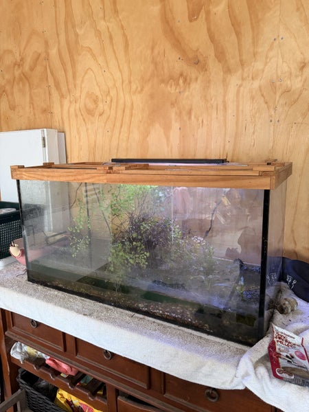 Chinese firebellied newts - Breeding group + set up Carousel 2