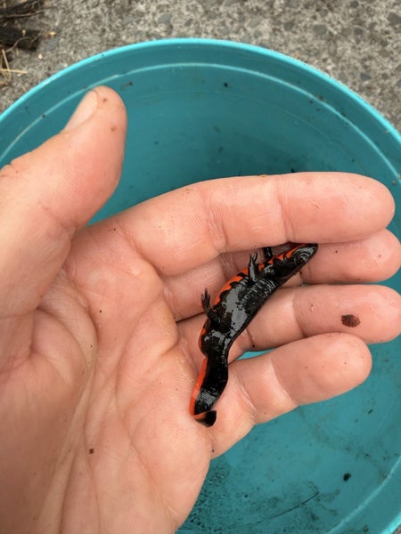 Chinese firebellied newts - Breeding group + set up Carousel 9