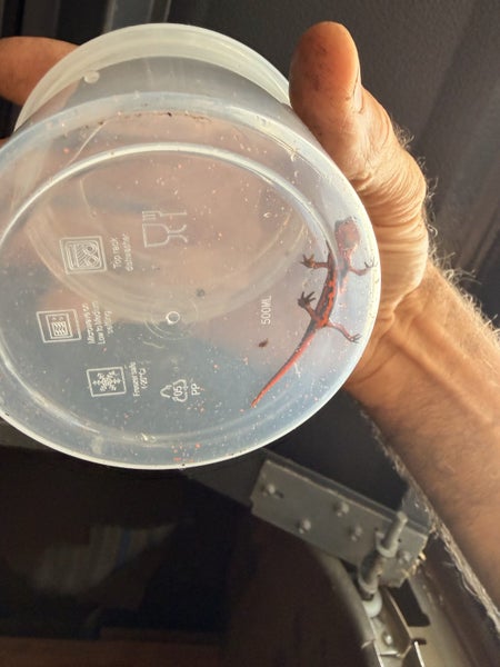 Japanese firebellied newts - breeding group + set up Carousel 13