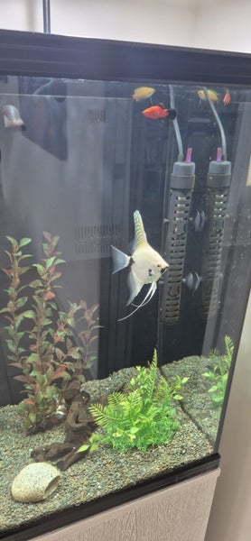 Aquarium with tropical Fish - Aqua One Dynamic 58 Carousel 2