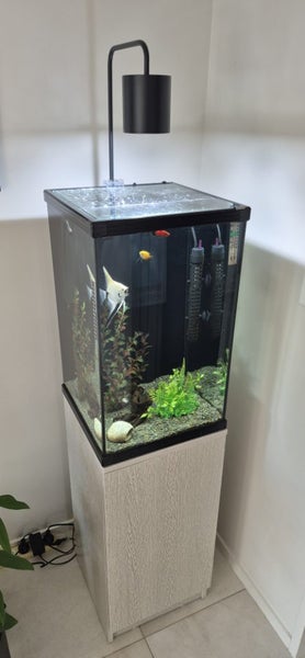Aquarium with tropical Fish - Aqua One Dynamic 58 Carousel 4