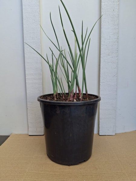 Dutch Iris x 12 bulbs Carousel 2