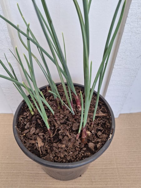 Dutch Iris x 12 bulbs Carousel 4