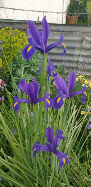 Dutch Iris x 12 bulbs Carousel 1