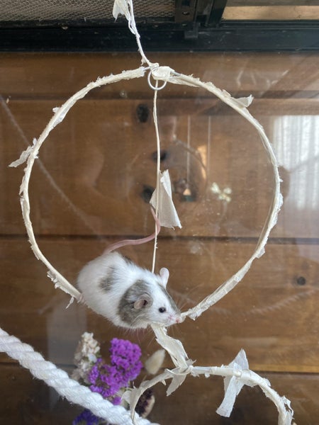 Beautiful baby female mice Carousel 5