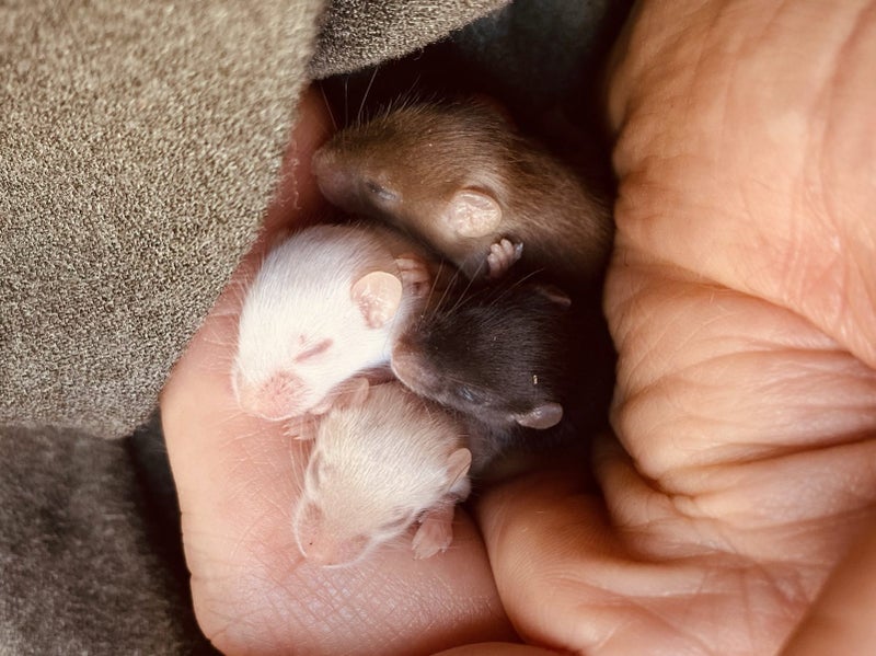 Beautiful baby female mice Carousel 1