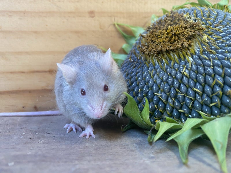 Beautiful baby female mice Carousel 2