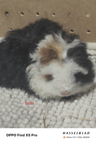 Baby Guinea Pigs Carousel 1