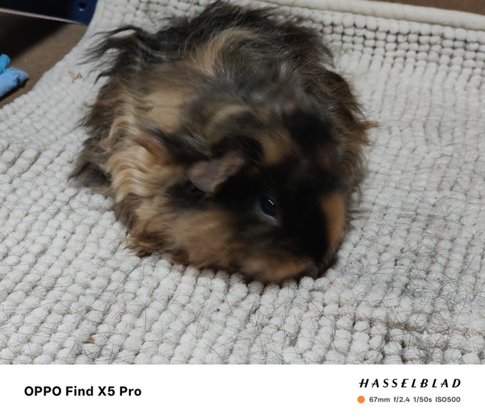 Baby Guinea Pigs Carousel 9