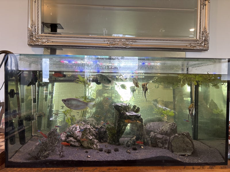 Fisk tank full setup with fish Carousel 1