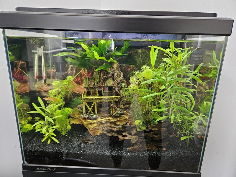 Fish tank Carousel 2