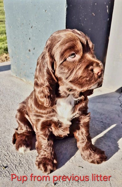 DELIGHTFUL ENGLISH COCKER SPANIEL PUPPIES Carousel 11