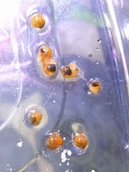 5-10 tiny Ramshorn snails for $1 Carousel 2