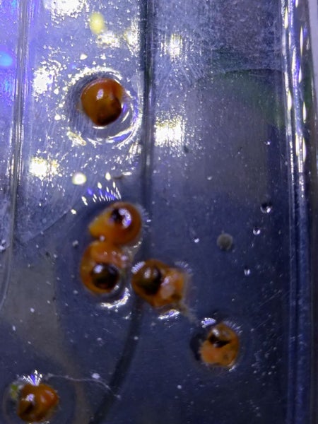 5-10 tiny Ramshorn snails for $1 Carousel 4