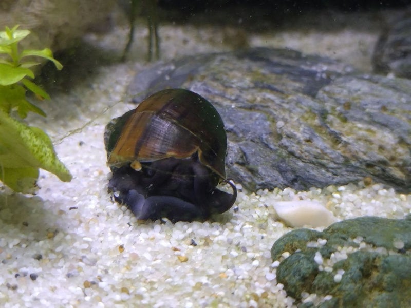 3 Mystery Snails and 1 Golden Apple Snail Carousel 1