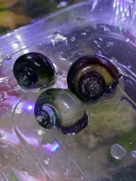 3 Mystery Snails and 1 Golden Apple Snail Carousel 2
