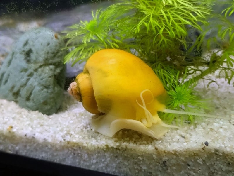3 Mystery Snails and 1 Golden Apple Snail Carousel 4