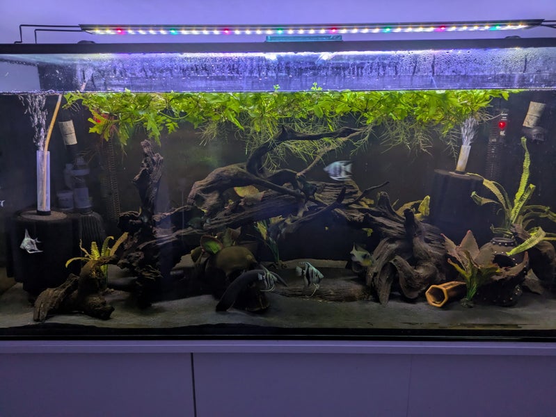 Large Aquarium setup - 450 litres Carousel 6
