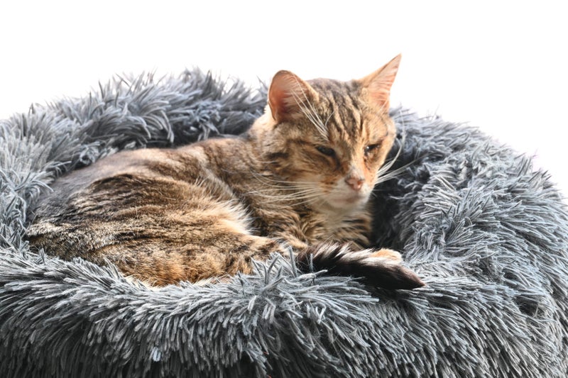 Have you seen this missing / lost cat Te Anau Carousel 1