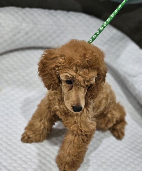 Poodle pups Carousel 1
