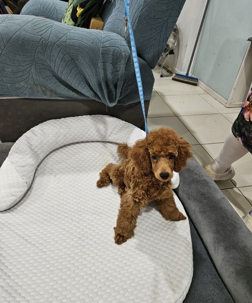 Poodle pups Carousel 2