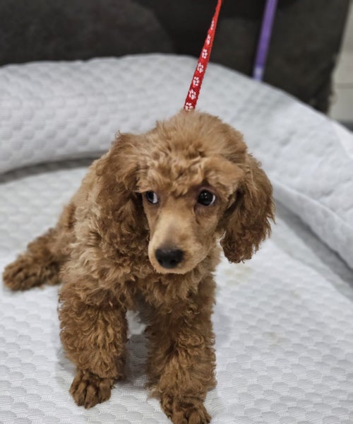 Poodle pups Carousel 4