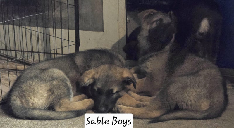 MALE SABLE GSD PUP Carousel 1