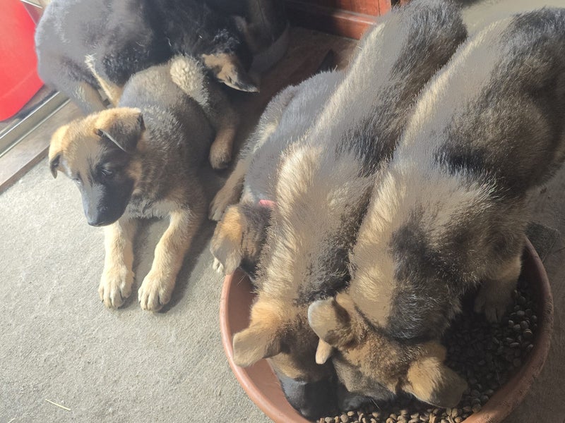MALE SABLE GSD PUP Carousel 2