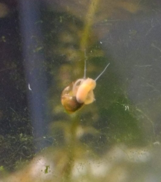 5-10 tiny Ramshorn snails for $1 Carousel 1