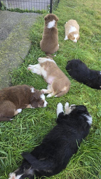 Purebred Border Collie Puppies Carousel 1