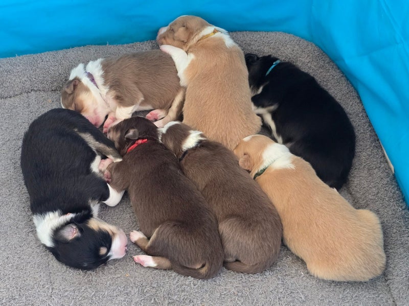 Purebred Border Collie Puppies Carousel 15