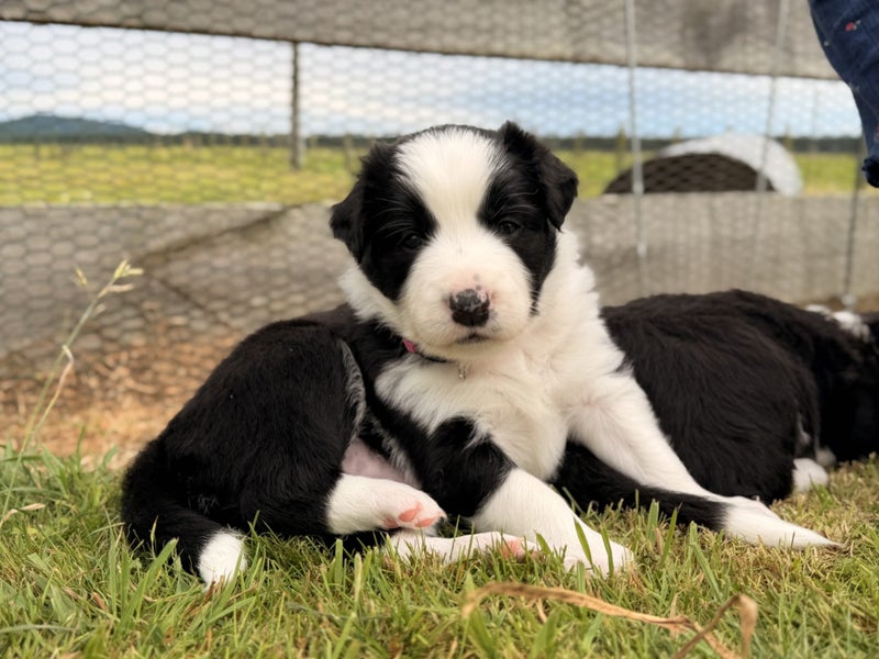 **Stunning Purebred Border Collie Pups** Carousel 1