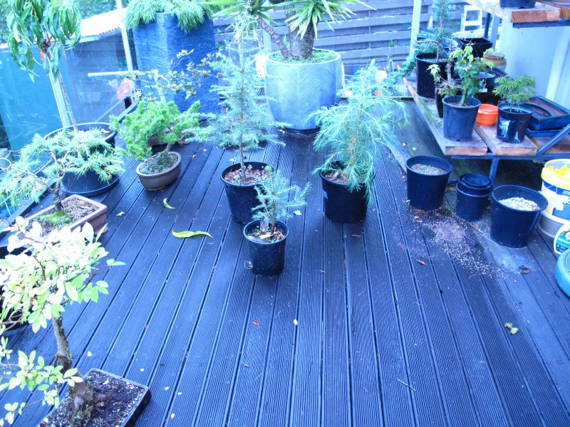 pre Bonsai Carousel 1