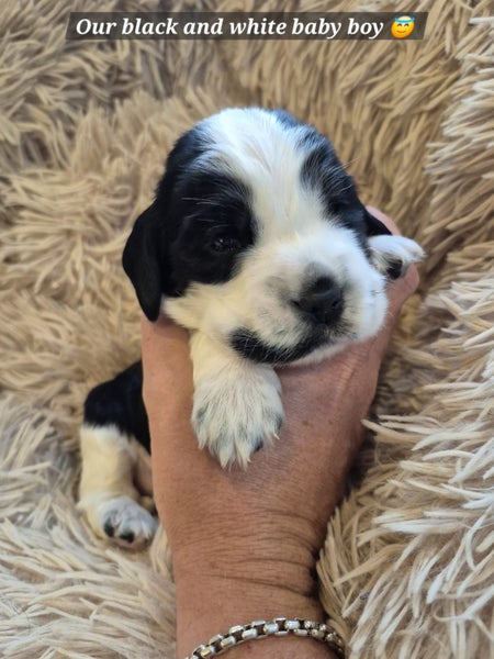 Pedigree English Cocker Spaniel Puppy Carousel 1