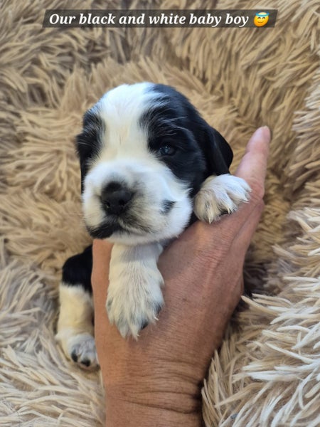 Pedigree English Cocker Spaniel Puppy Carousel 2