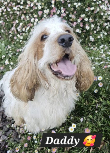 Pedigree English Cocker Spaniel Puppy Carousel 5