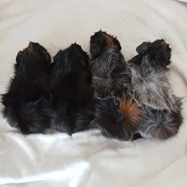 Baby guineapigs Carousel 1
