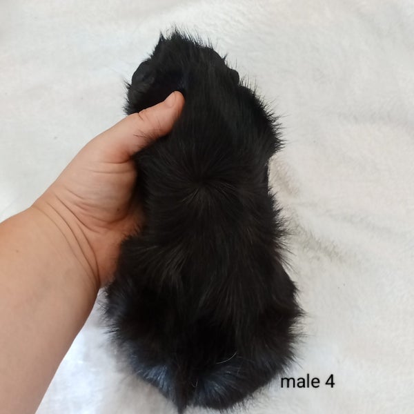 Baby guineapigs Carousel 9