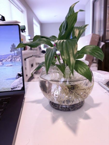 Mini Desktop Oasis: Tranquil Water Garden & Guppy Bowl Setup !! Carousel 1