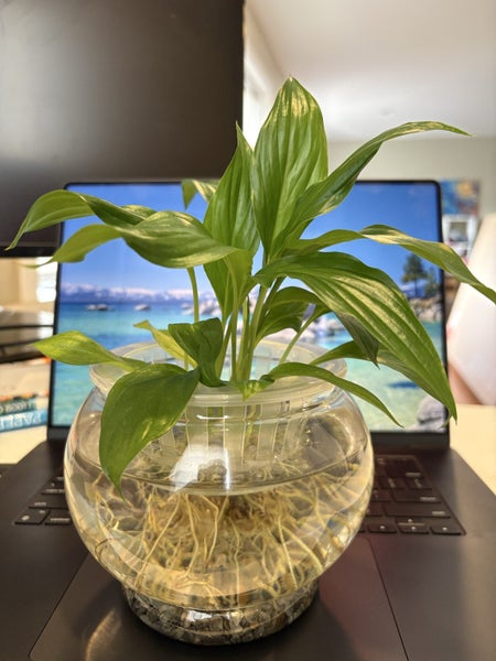 Mini Desktop Oasis: Tranquil Water Garden & Guppy Bowl Setup !! Carousel 2