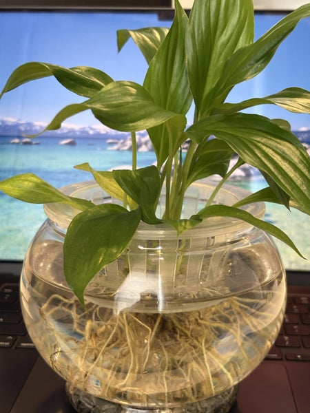 Mini Desktop Oasis: Tranquil Water Garden & Guppy Bowl Setup !! Carousel 4