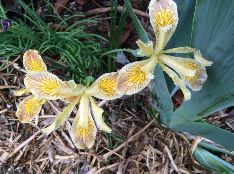 Iris pacific coast , lemon Carousel 1